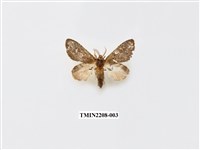 藏品(胯舟蛾屬)的圖片